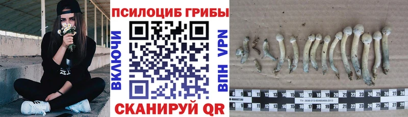 Псилоцибиновые грибы мицелий сайты даркнета какой сайт Псков мега зеркало